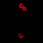 Anti-Alpha-2B Adrenergic Receptor Antibody